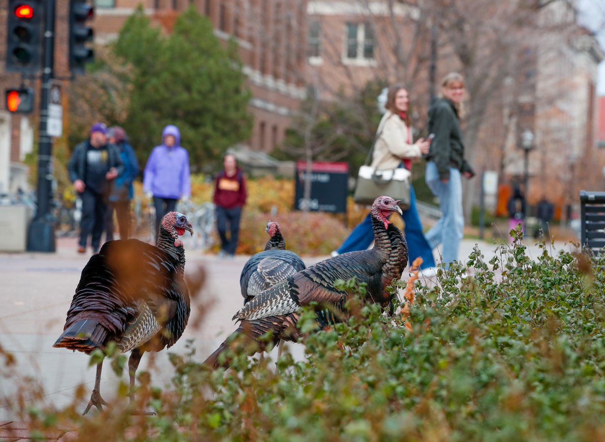 It’s not every day or even every lifetime that you land on the front page of the New York Times, but for the University of Minnesota alums who run the ‘Turkeys Of UMN’ Instagram account (@turkeysofumn), that and so much more really happened. Since then, let’s just say it’s been a