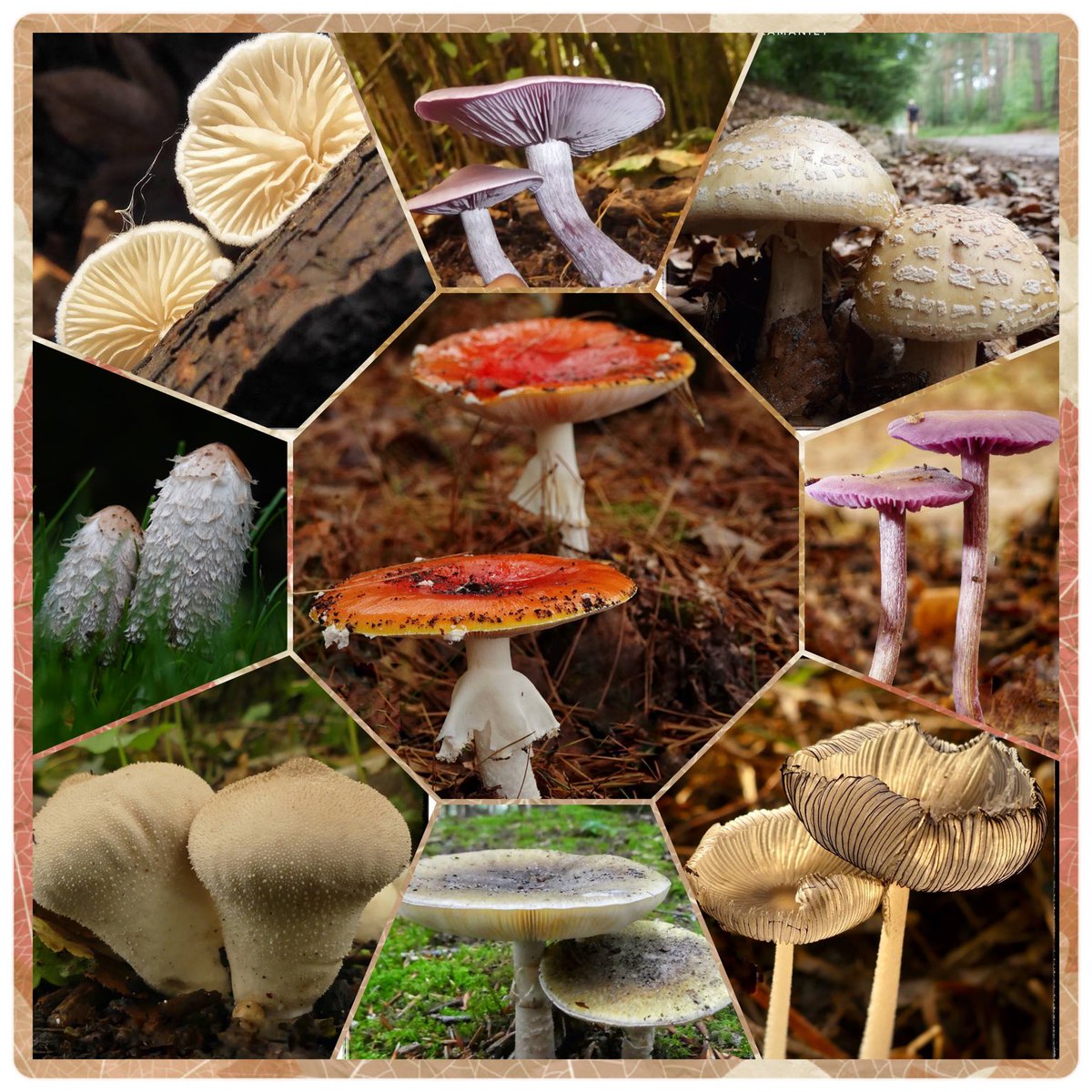 Vandaag was het thema #duo bij #november_kiek en zo leuk om te zien wat jullie allemaal voor duo’s bedacht hadden.
ik heb hierbij nog een paddenstoelen duo-collage gezet gezet en wens iedereen een fijne avond en morgen weer een nieuw thema👋