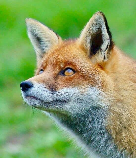 foxdesumi's tweet image. #ode #foxde