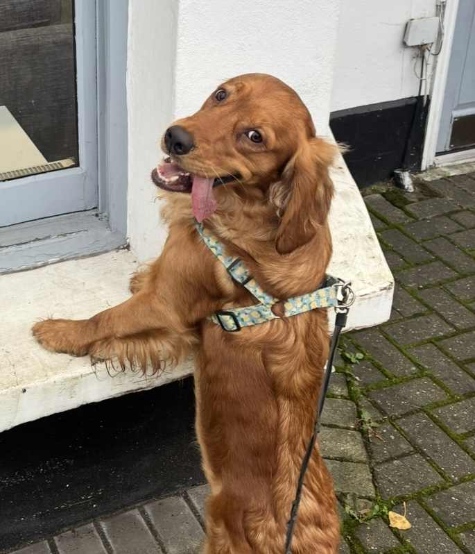millypod1's tweet photo. ๐20 NOV 2025 #Lost Achilles #ScanMe
Cocker Spaniel Cross Male
Mansell Road #Ealing #London #W3
#Wormholt #GreaterLondon
Seen running through the Kilburn High road, London on Sunday 23rd November, at 6pm HELP NEEDED.
https://t.co/BeWIwHLW0t https://t.co/LJ4BFqpaff