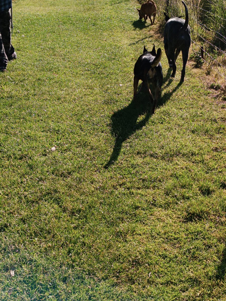 We had a couple of locals spying on us yesterday while we walked along the greyhound practice track.