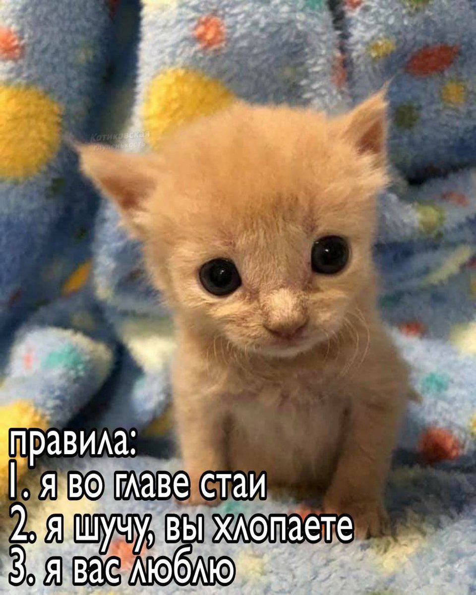 Это Сайно в ивенте. Организовал с братаном поход, подсуетил батю чтоб на шухере постоял, взял с собой чаю, подготовил шутки