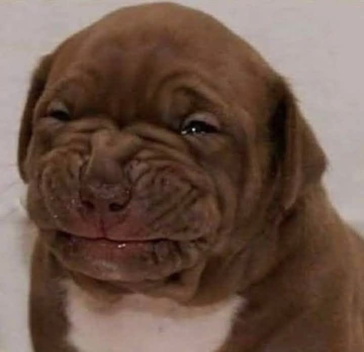 Mi perro viéndome caminar hacia el para darle el beso número 40 del día