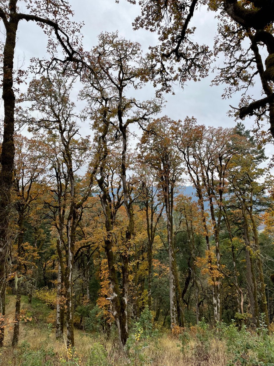 Magdalena🌲 (@oregonlass) on Twitter photo 