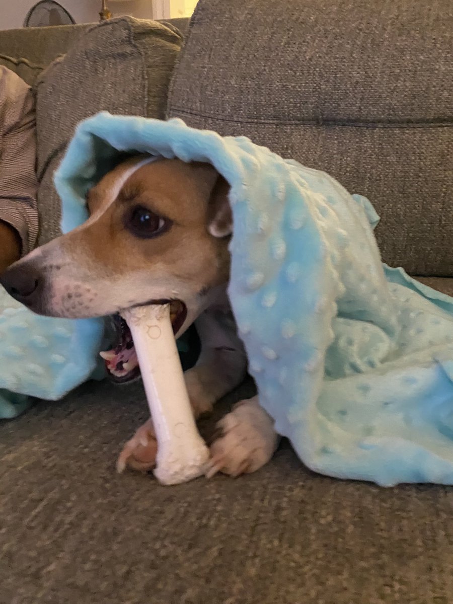 #dogs #dogsoftwitter #zshq #dogsofX #BabyBea 🦃🦃#MondayVibes 🫩🥱🫩
So it’s Monday &amp; I’m sleepy …. Maybe it was the Turkey from last night? Sooo good - &amp; now, back to chew bone… 🙄🦴🦴