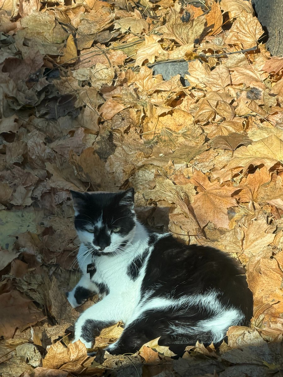 megacatstudios's tweet image. Mega, the actual cat who inspired our brand, has been a runt since he was adopted in his kitten days. Fast-forward 12 years, and he’s still a tiny, adorable leaf-lurking ninja, sunbathing his way through fall like it’s his full-time job. 

Can Mega get some love?