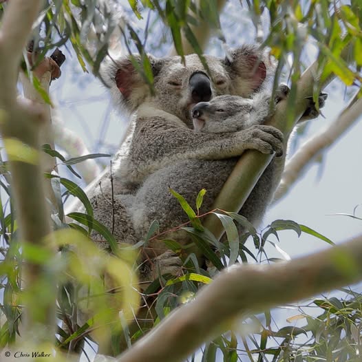 Save the Koala (AKF) tweet media