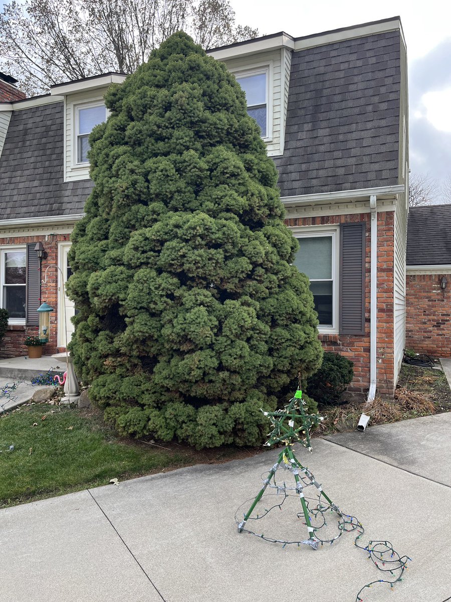 LiveaMemory's tweet image. It’s Beginning to Look A Lot Like Christmas!🎄
The Tree Gets Taller Every Year,
It Takes Time to Get the Lights Ready,
And It Consumes a Whole Afternoon -
But After the Sun Goes Down and the Lights Go On Seeing Our Christmas Tree Aglow Makes It All Worth It.😀👍
#ChristmasTree