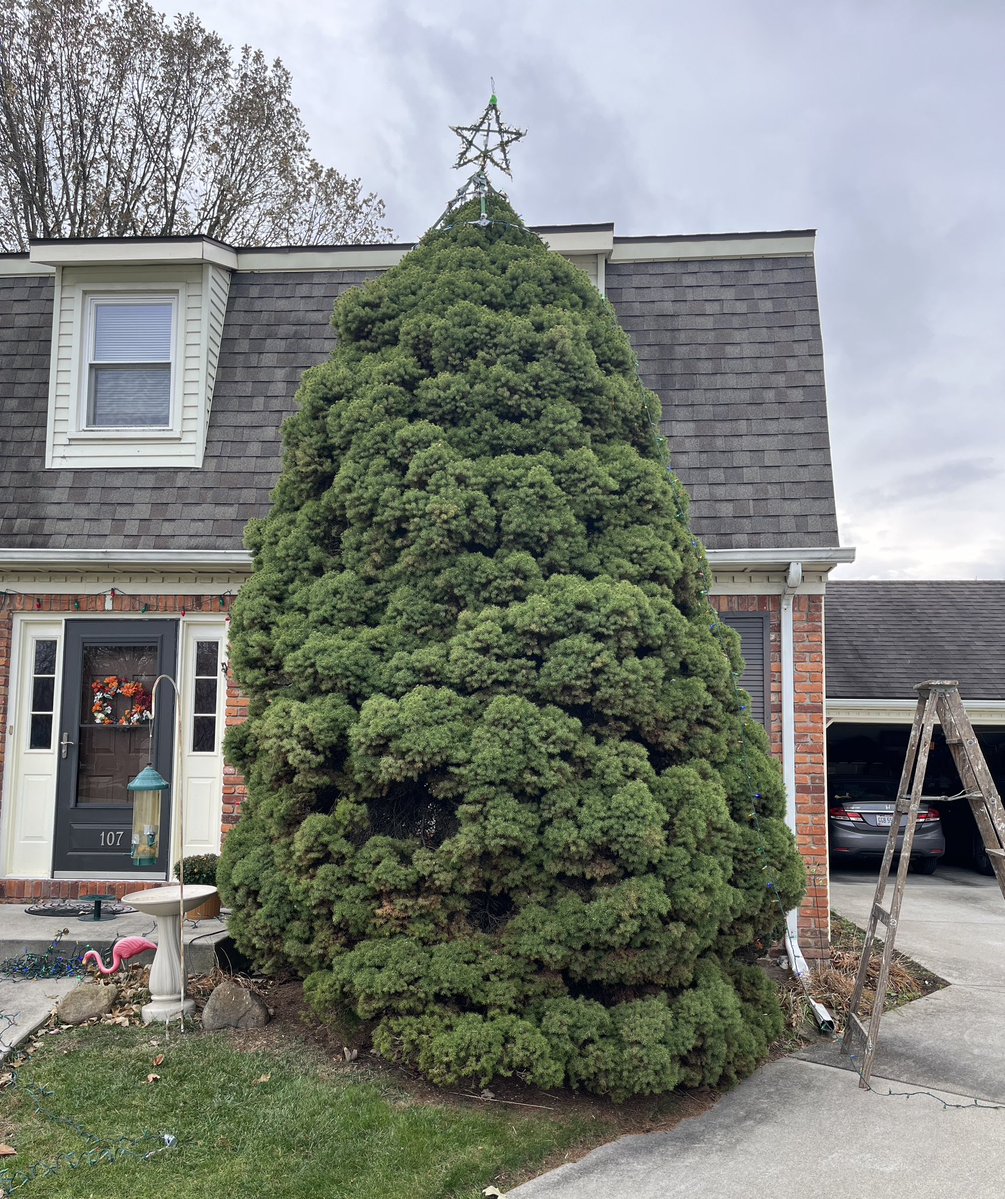 LiveaMemory's tweet image. It’s Beginning to Look A Lot Like Christmas!🎄
The Tree Gets Taller Every Year,
It Takes Time to Get the Lights Ready,
And It Consumes a Whole Afternoon -
But After the Sun Goes Down and the Lights Go On Seeing Our Christmas Tree Aglow Makes It All Worth It.😀👍
#ChristmasTree
