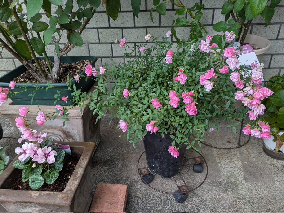 Hanausadance's tweet image. ほほえみがイリュージアをイイコイイコしてます(*&amp;gt;ω&amp;lt;)ヾ(･ω･`*)
 #ミニバラ
 #ほほえみ
 #シクラメン
 #イリュージア