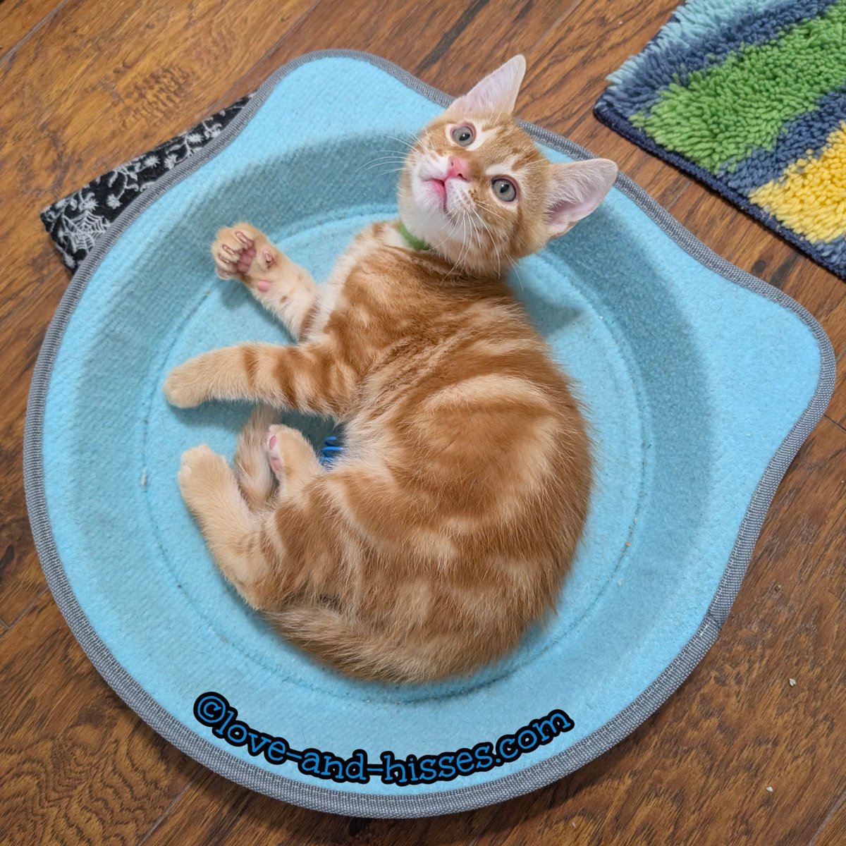 It's a Tango pie (my favorite!) with a side of the why-I-oughta clenched fist.