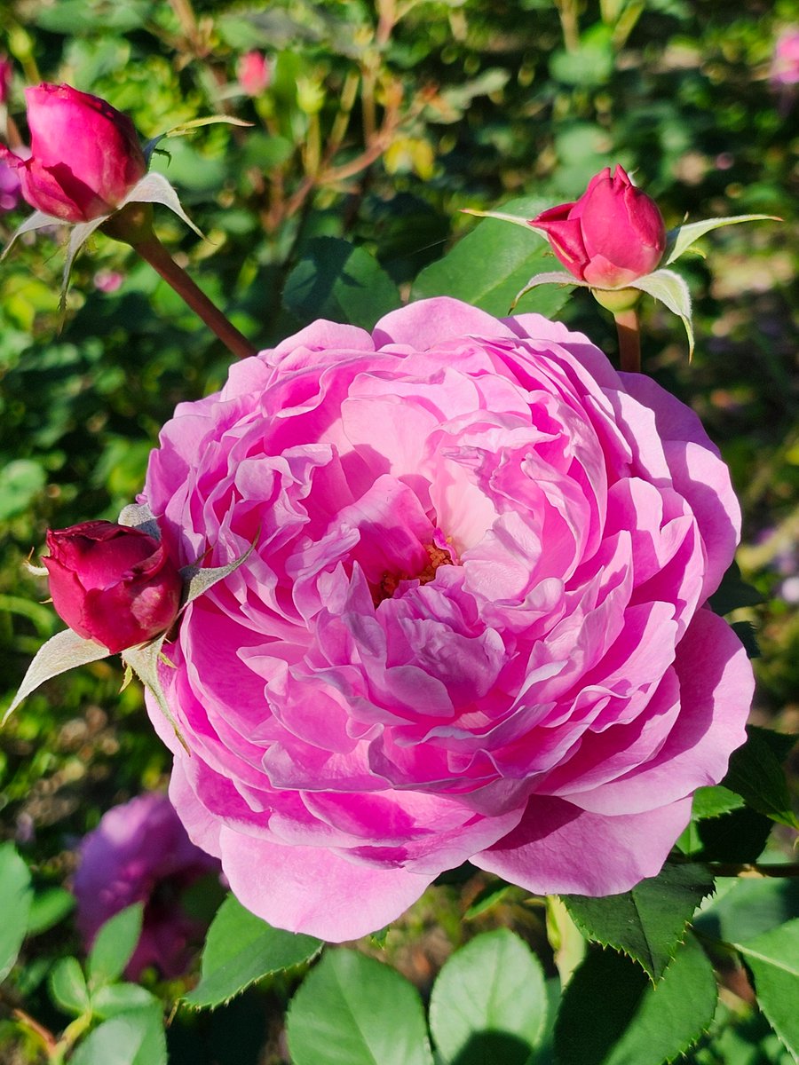 hana1239hana9's tweet image. おはようございます🌧️
いつもありがとうございます💖✨
低気圧が通過する影響で
雨になりそうです🌧️
強く降る所もある見たいですので
注意してお過ごしくださいね。
よい1日となりますように♪✨

薔薇🌹｢あいの風｣🩷♡🍃🌹🍃