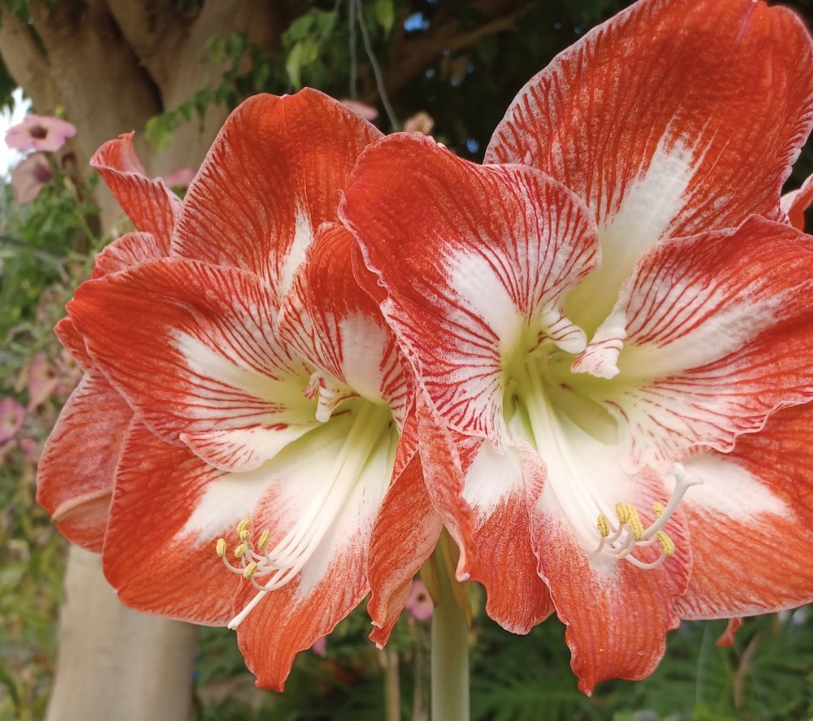 Pickens Tech tweet media