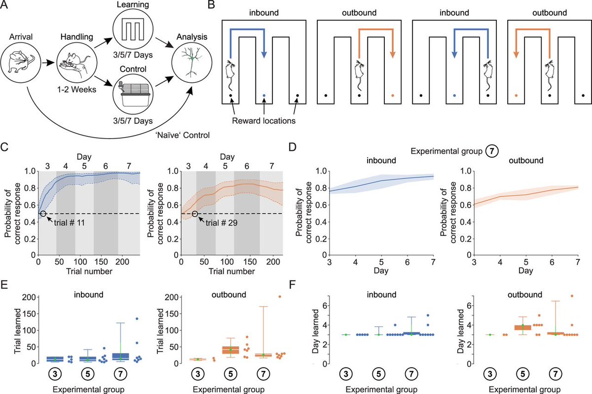 SfNJournals's tweet image. #eNeuro | Variation in the Involvement of Hippocampal Pyramidal Cell Subtypes in Spatial Learning Tasks
doi.org/10.1523/ENEURO…