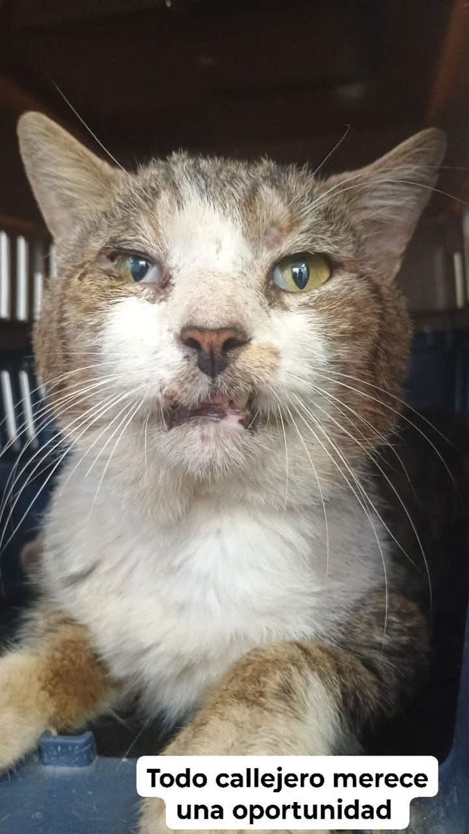 ‼️‼️El viejo es uno de tantos ‼️‼️

Esta es la cara de la realidad que viven los gatos de la calle 😞😞 llegan heridos, en malas condiciones, mal heridos y muy lastimados 😓😓 la calle no es y nunca será buena con ellos 😥😥 si a esto le sumamos la indiferencia y el maltrato que