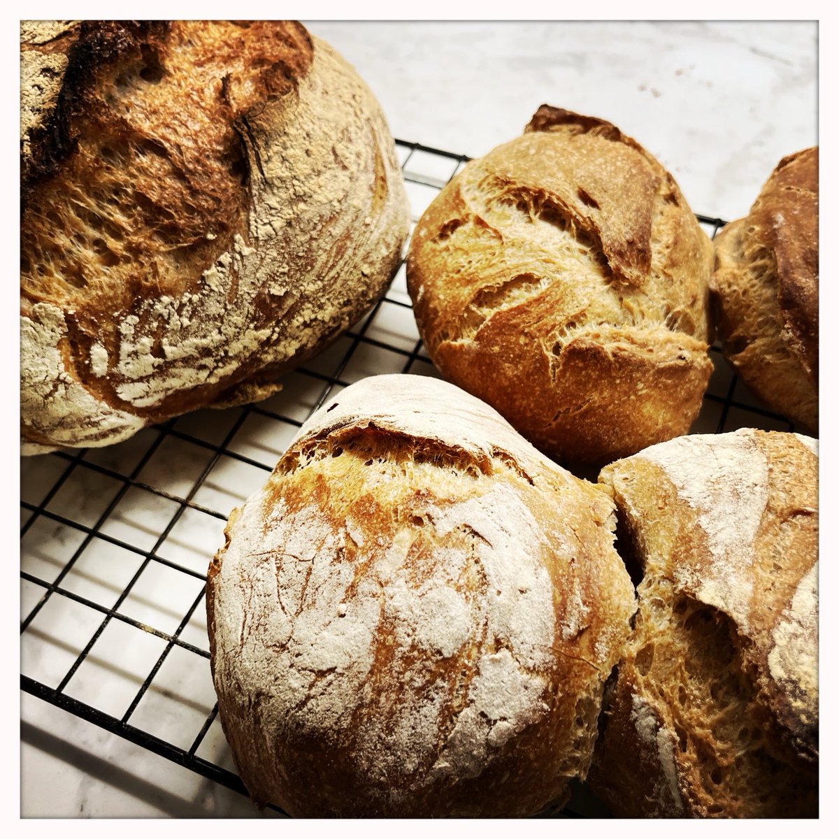 photonopticum's tweet image. Thanksgiving Vorbereitungen sind angelaufen: Mini Brote für die Truthahn Füllung, und ein normal großes zum Essen.