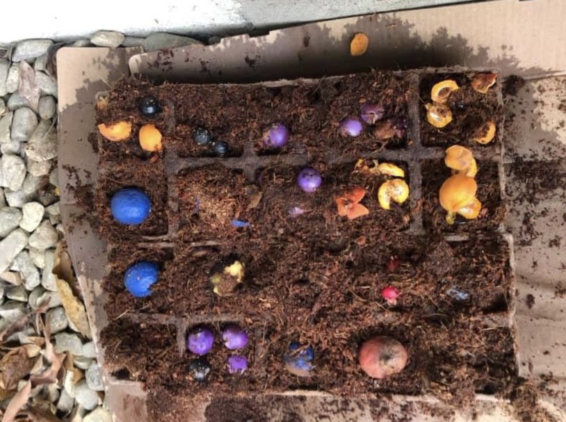 Six years ago, wow, we still lived in the tropics, I put together a little collection of the native rainforest fruits that could be gathered on campus &amp; try to get them to germinate. There’s no photo shopping here: these are the real colors!