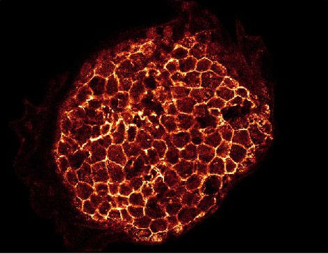 CosmoBio_JPN's tweet image. 🧪Pick UP！組織染色🌈
 Fluoromount-G®

水溶性の蛍光用封入剤で、
蛍光観察中のクエンチングをしっかり低減🔬✨

さらに...！
PBSに浸してカバーガラスをゆるめれば
カバーガラスの取り外しも可能です🧪👌✨

🔗詳細はこちら
cosmobio.co.jp/product/detail…

📘組織染色カタログ
cosmobio.co.jp/upfiles/catalo…