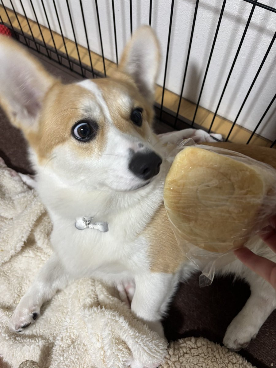 fuwafuwamirach's tweet image. 1日で犬用食パン1斤のほとんどを1人で食べてしまい残りの少なさに驚いている食パン🍞
#コーギー  #corgi  #コーギーのいる暮らし #食パン