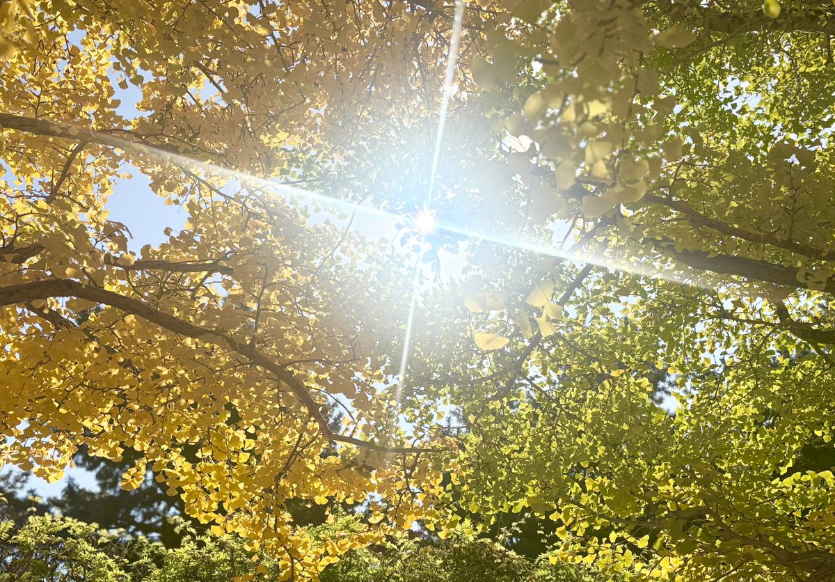 umu_designInc's tweet image. 今年の #紅葉狩 は
数年ぶりの昭和記念公園🍁

無事に熊手も新調🐻
今週も頑張りましょう。

#umudesignInc.
#丗SOU
#世SOU