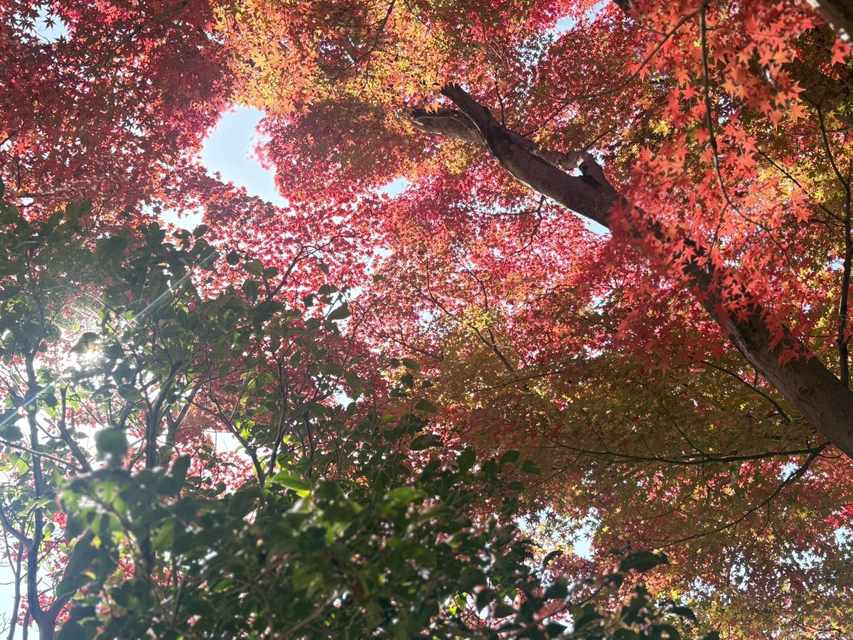 umu_designInc's tweet image. 今年の #紅葉狩 は
数年ぶりの昭和記念公園🍁

無事に熊手も新調🐻
今週も頑張りましょう。

#umudesignInc.
#丗SOU
#世SOU