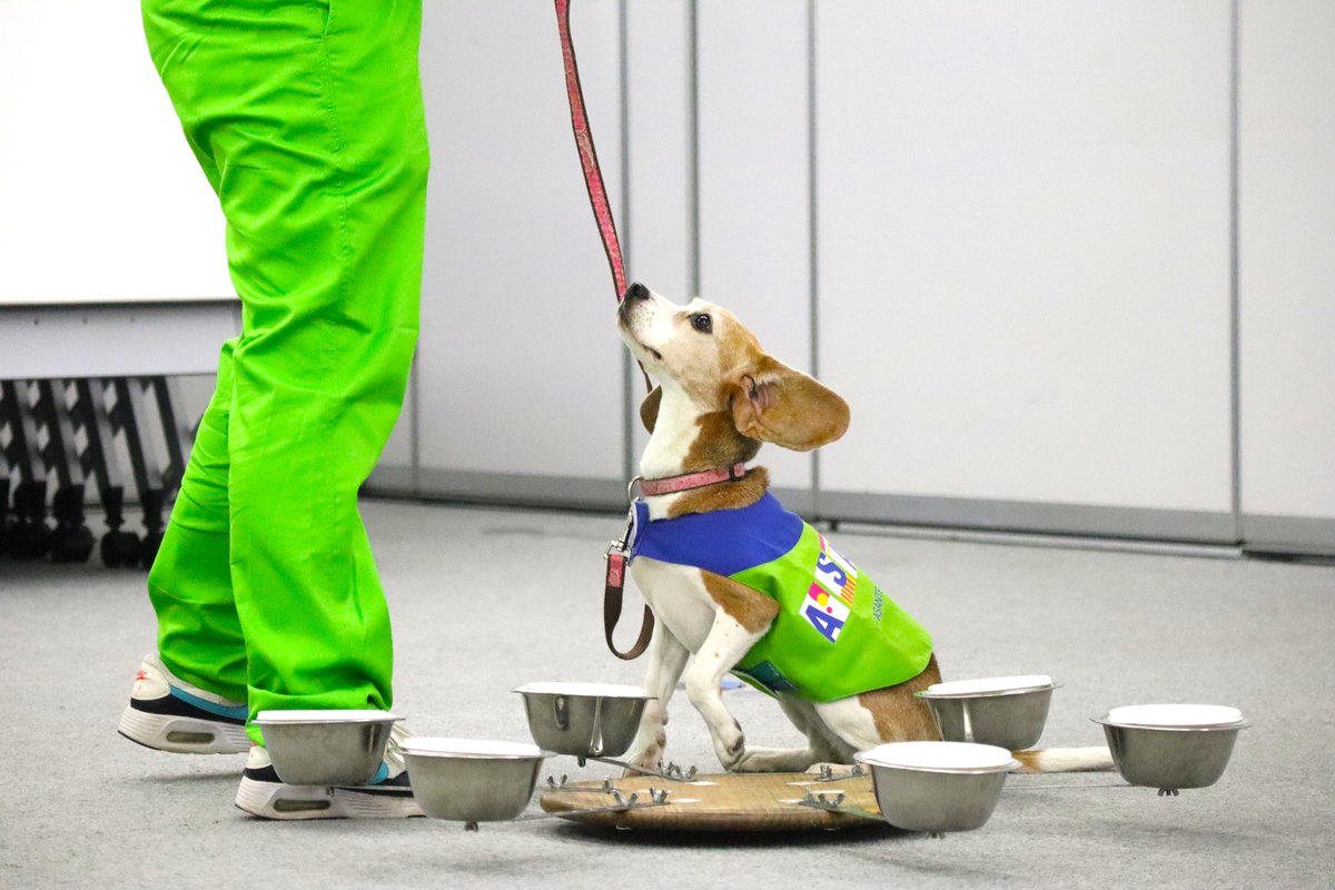 大きな耳がチャームポイントなんだ🐶💕
#シロアリ探知犬アリス #くんくん訓練中