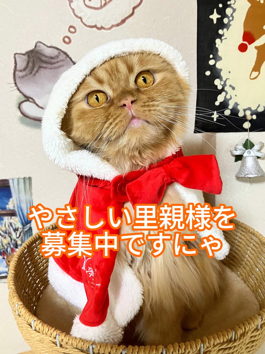 こんなボクだけど…
 “家族に選んでほしいにゃ～” と毎日願ってます😸
子猫も可愛いけれど、おとなの猫も可愛いにゃよ。
あなたのそばで静かに幸せを届ける準備はできてます🐾
「会ってみたい」と思ってくれたら、それだけで嬉しいにゃ💕

#里親様募集中 #保護猫 

※譲渡には条件・審査があります。