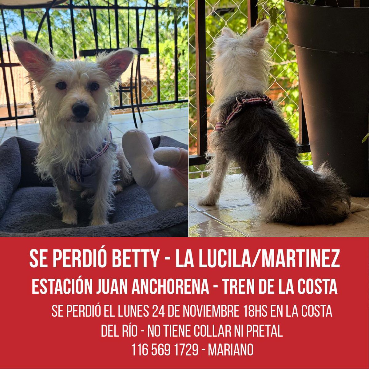 lagarzasosa_'s tweet photo. @grace_luca Muchas gracias! Si tenés chat de vecinos agradeceré compartas este flyer que hizo Mariano https://t.co/z0b0Np2N9q