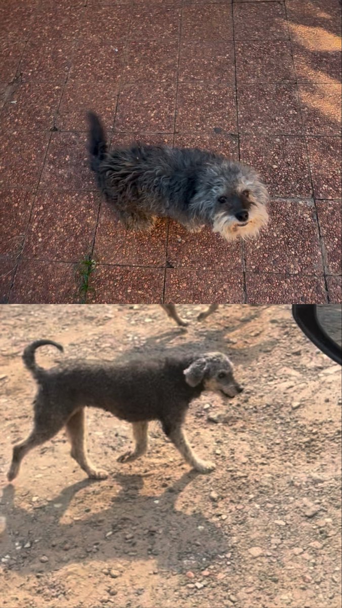 CamiAlcaraz's tweet photo. Milu está perdida hace dos días! Barrio Vista Alegre de Asuncion, zona veterinaria España. Por si alguien le vio por favor 🙏🏻🥺 https://t.co/YV24cpOktu