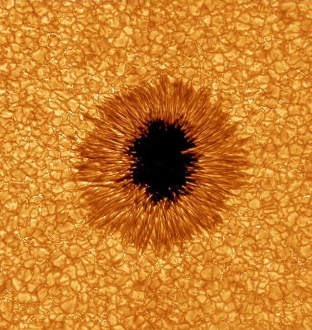 RadicalLib's tweet image. Sunflower. Sunspot.

[Thanks to @treblewoe.]