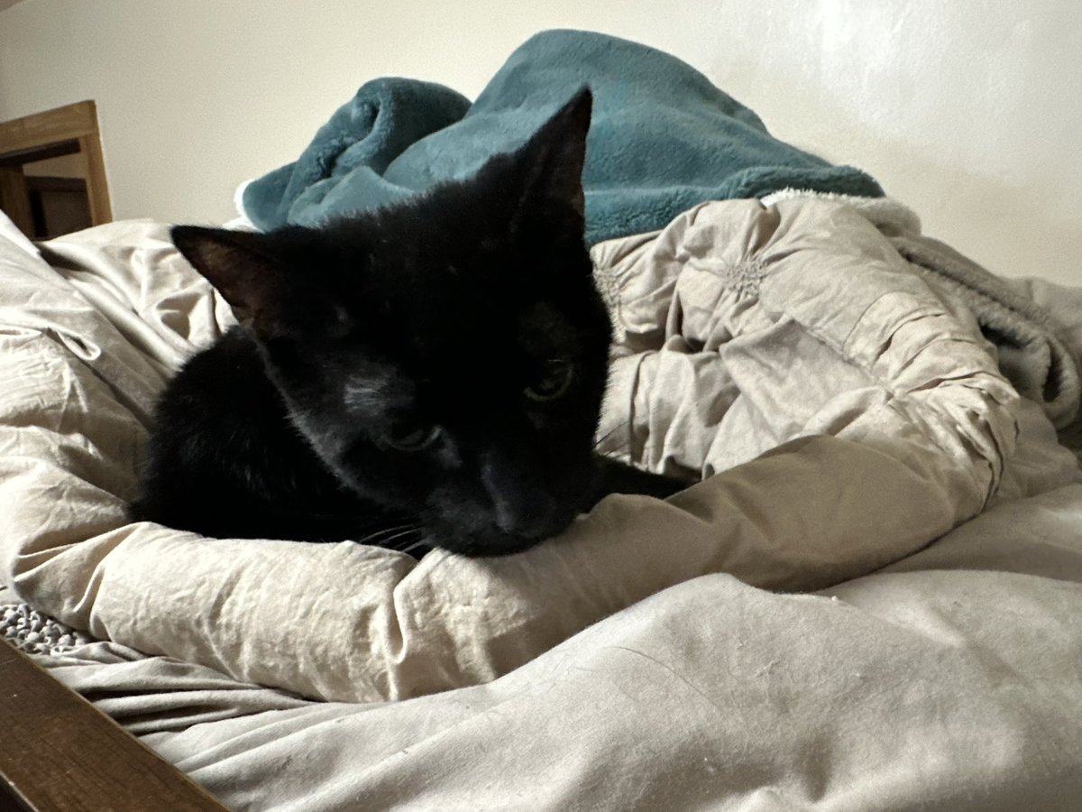 Nepharious Rayne💚🐈‍⬛ Psychopomps V-Tuber tweet media