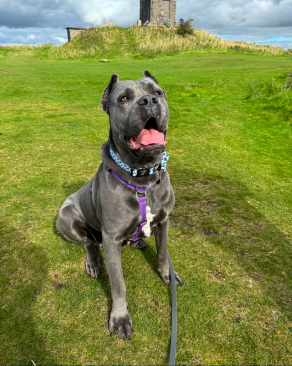 Coco was among six dogs rescued from appalling conditions. She had deformities to her ears, and puncture wounds to her chest 😥 

After 9 months of rehab at <a href="/RSPCAExeter/">RSPCA Little Valley</a>, she's now loving life in a caring home.

Support our frontline teams this Christmas: bit.ly/49ez0XH