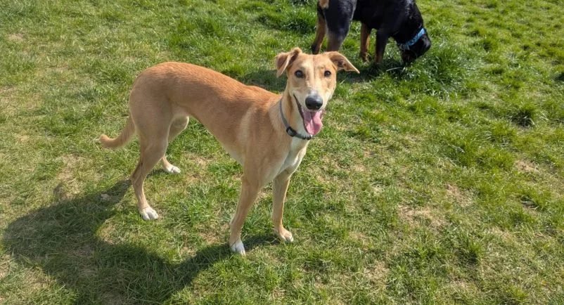 LurcherSOS's tweet image. Bear is an energetic, lively girl. She loves chasing a ball and meeting new people and new dogs and also relaxing and having a cuddle on a lap. She needs someone who understands her needs and can give her the time and stimulation she needs #k9hour