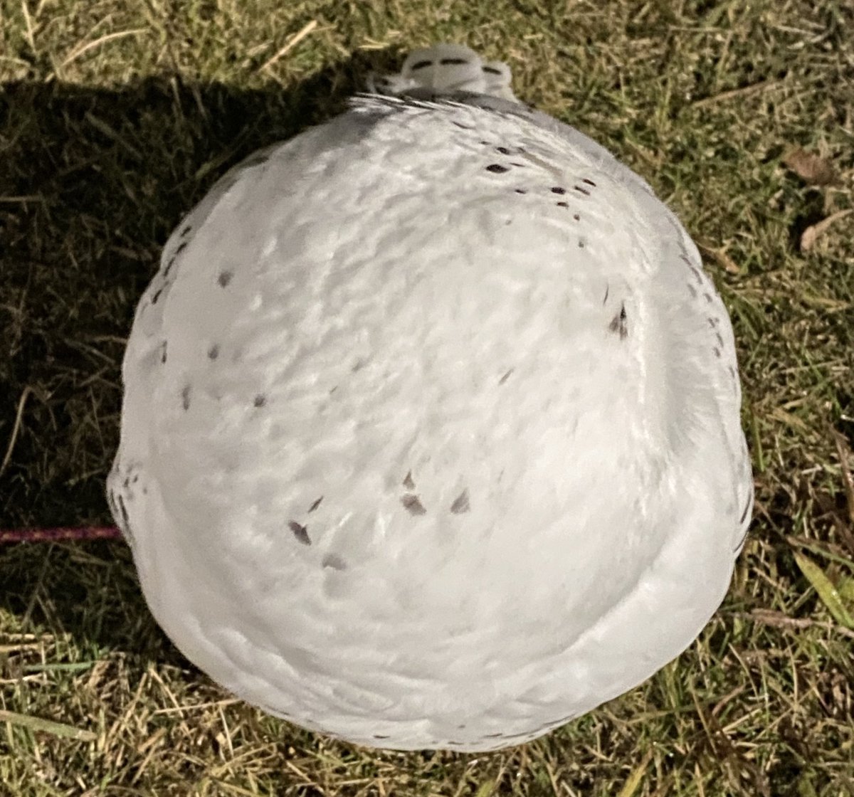 wattan0214's tweet image. しろまる⚪️

#しろまる