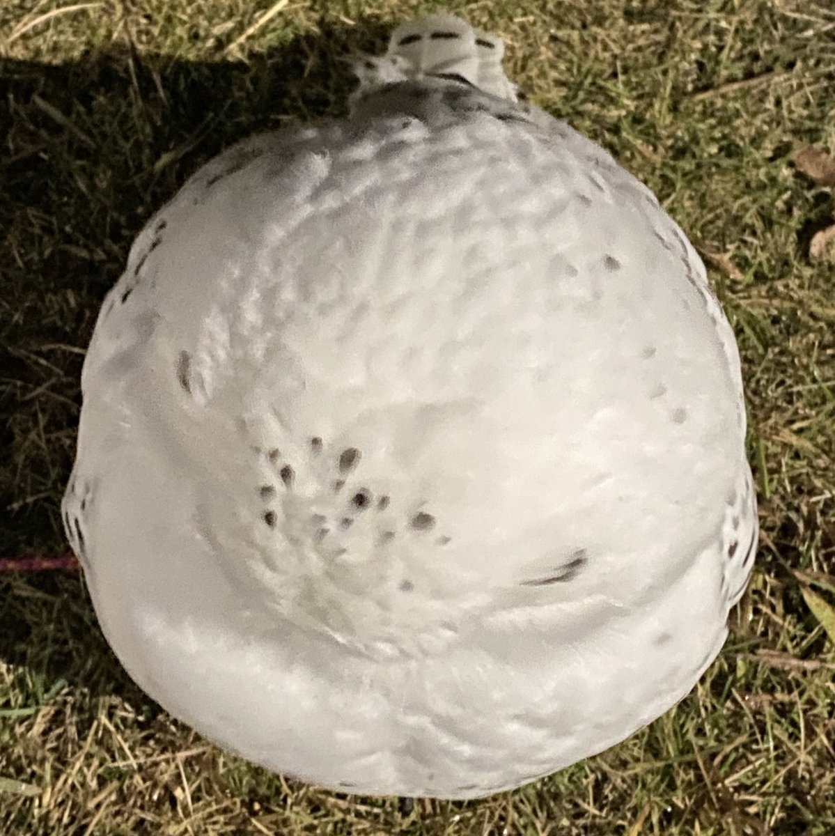 wattan0214's tweet image. しろまる⚪️

#しろまる