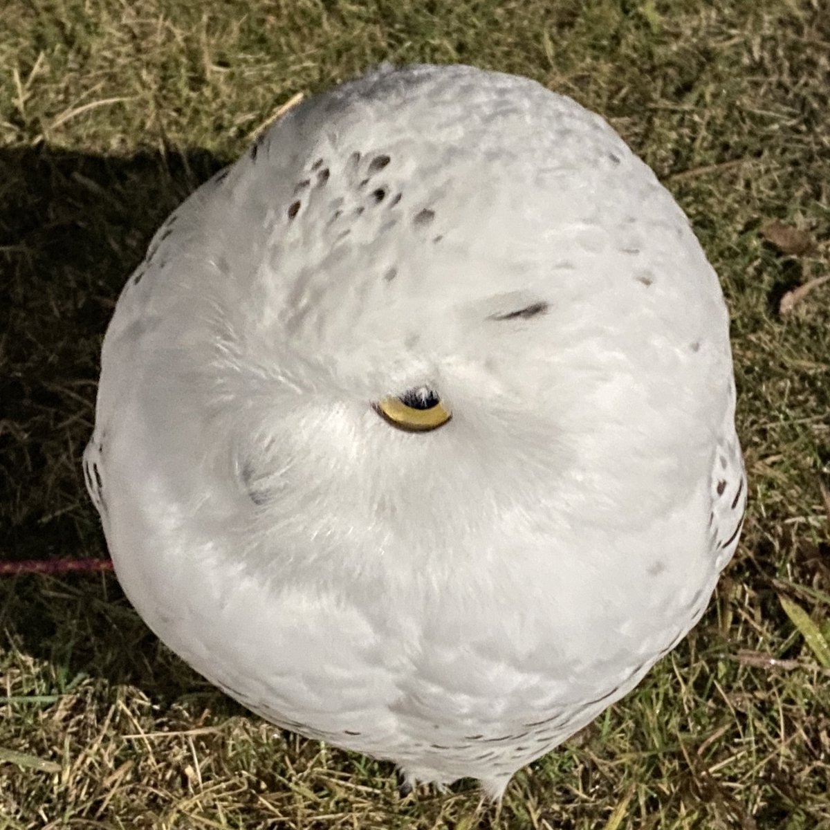 wattan0214's tweet image. しろまる⚪️

#しろまる