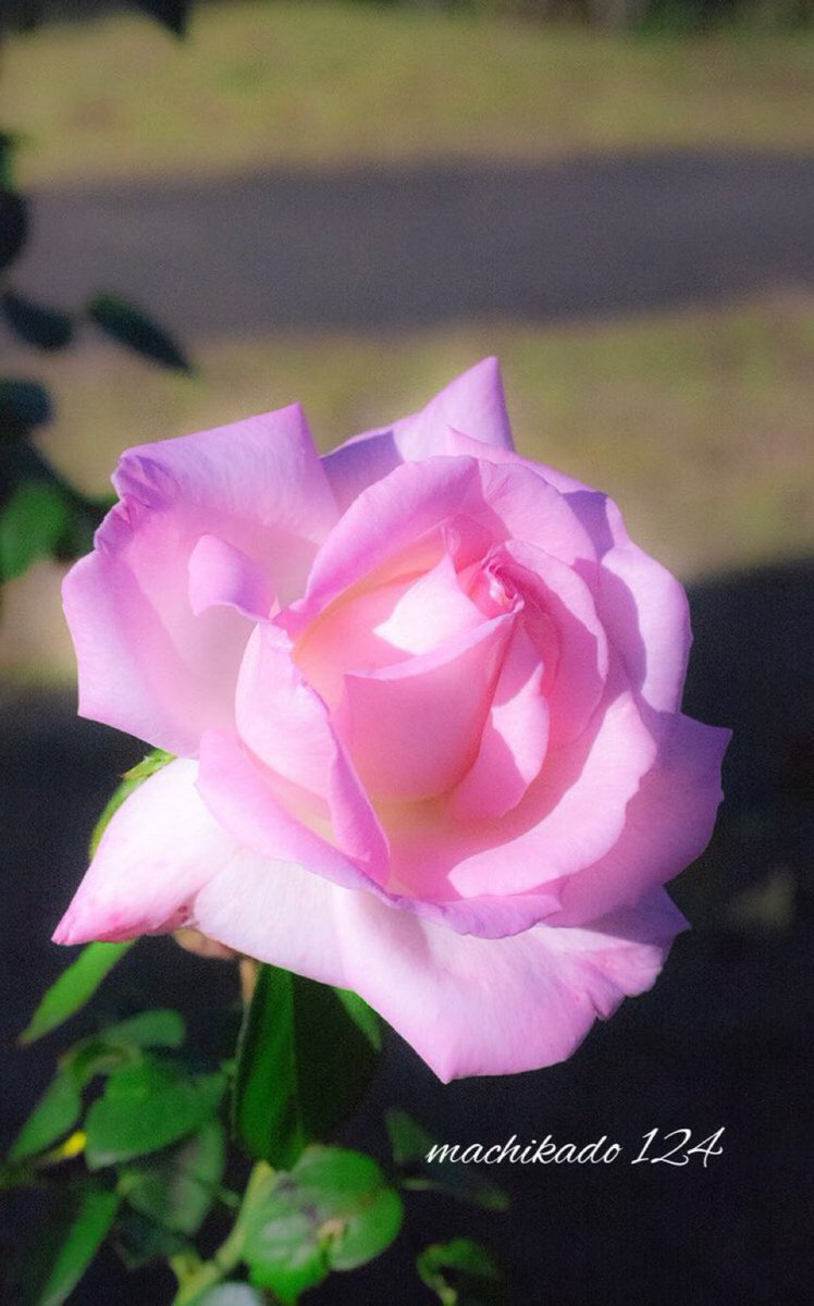 acdc00's tweet image. 11月25日(火)

おはようございます！🌅

📻J-POP LEGEND CAFE
ゲスト吉田拓郎
😊いいえがおの日
🐯㊗️岡田彰布前監督誕生日🎂
📺ハイビジョンの日

くもり時々晴れ、13℃☁️☀️
皆さん体調に気をつけて佳い1日を！🚲🏞️

#TLに花を咲かせよう
#RoseTuesday

🍃🩷なんともカワユスⅩⅩⅦ𝕖𝕝𝕖𝕘𝕒𝕟𝕥👏