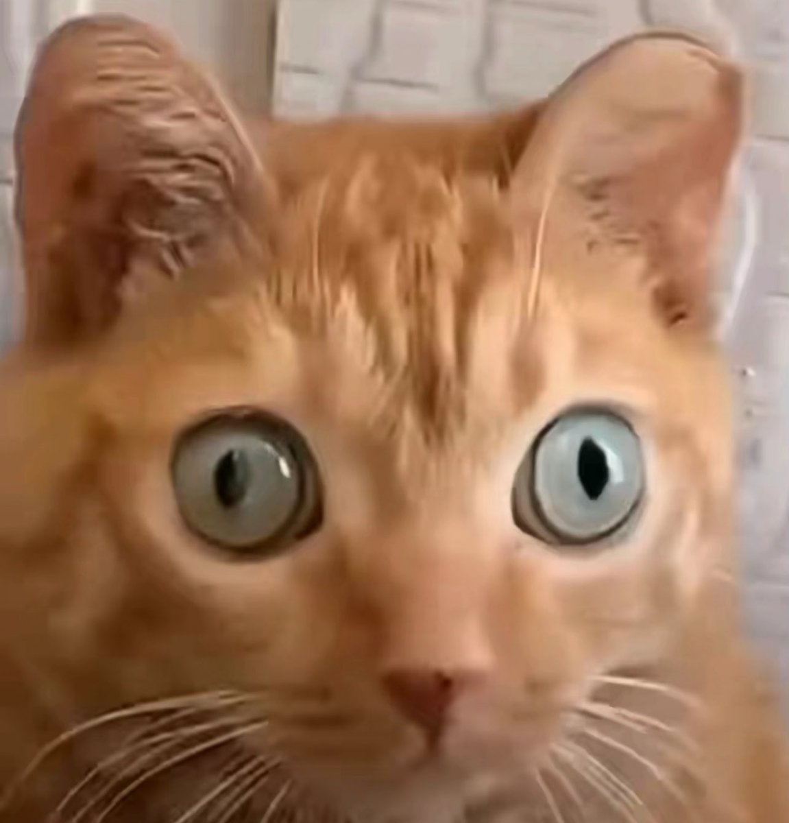 My reaction when I was playing on the <a href="/SocksAgency/">Socks Agency</a> Minecraft SMP this morning and digging down with <a href="/LeizuShen/">LEIZU SHEN 🌩 雷主神</a> and we both see the screen start to flash black and the LOUD heart beats start.