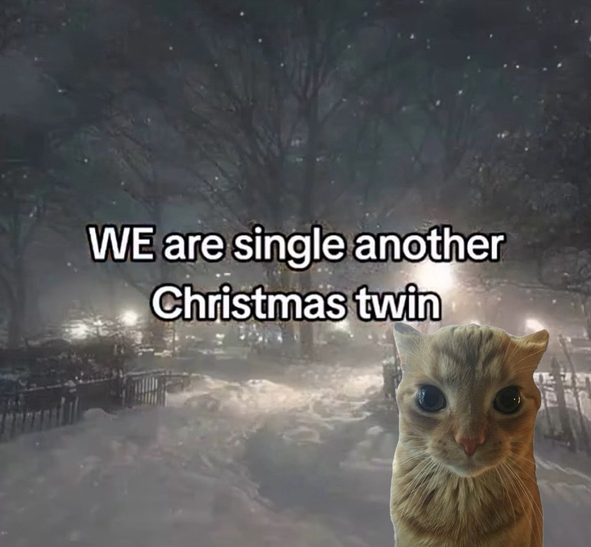 LiterallyMeCats (@literallymecats) on Twitter photo 