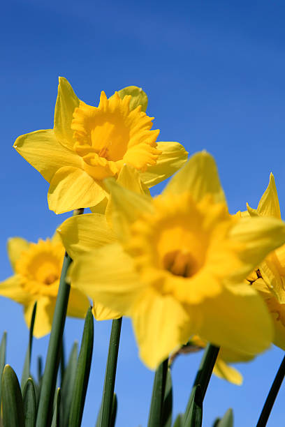 Hope your Tuesday is bright &amp; happy tweeps ... or at least endurable 😝☕️💛🌻