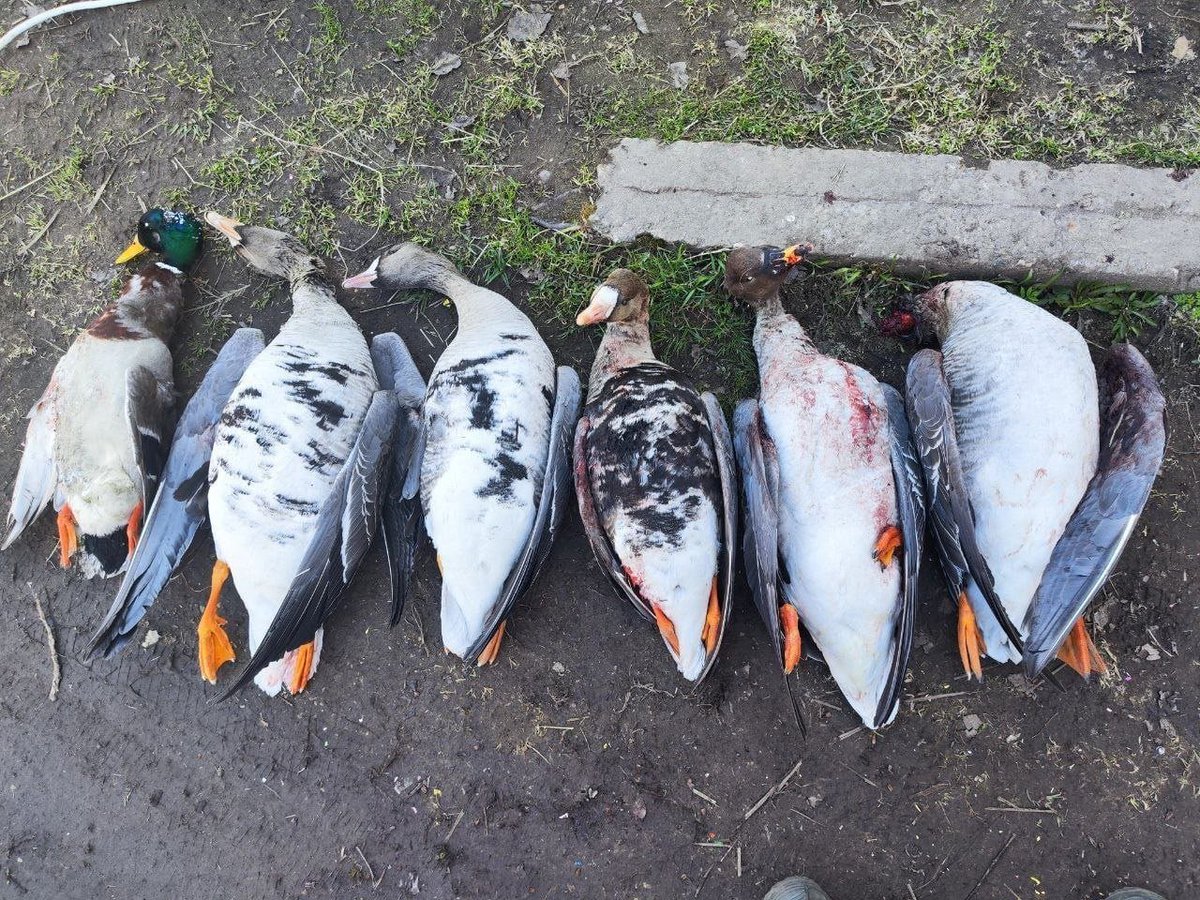 Sandy826826's tweet photo. @DSBeckKY These are wild ducks that my uncle hunted. He sets up a tent in the wild and hides inside to catch them, like a scout. https://t.co/aonIBC65tO