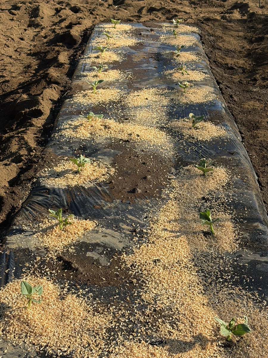 sasuke06170217's tweet image. おはようございます☁️
今日は気温下りますね。
昨日は暖かく家庭菜園芽出ししたそら豆植え付けました。トンネルして冬越しです🫛
#Romiとの日々 
#うちのラカタン