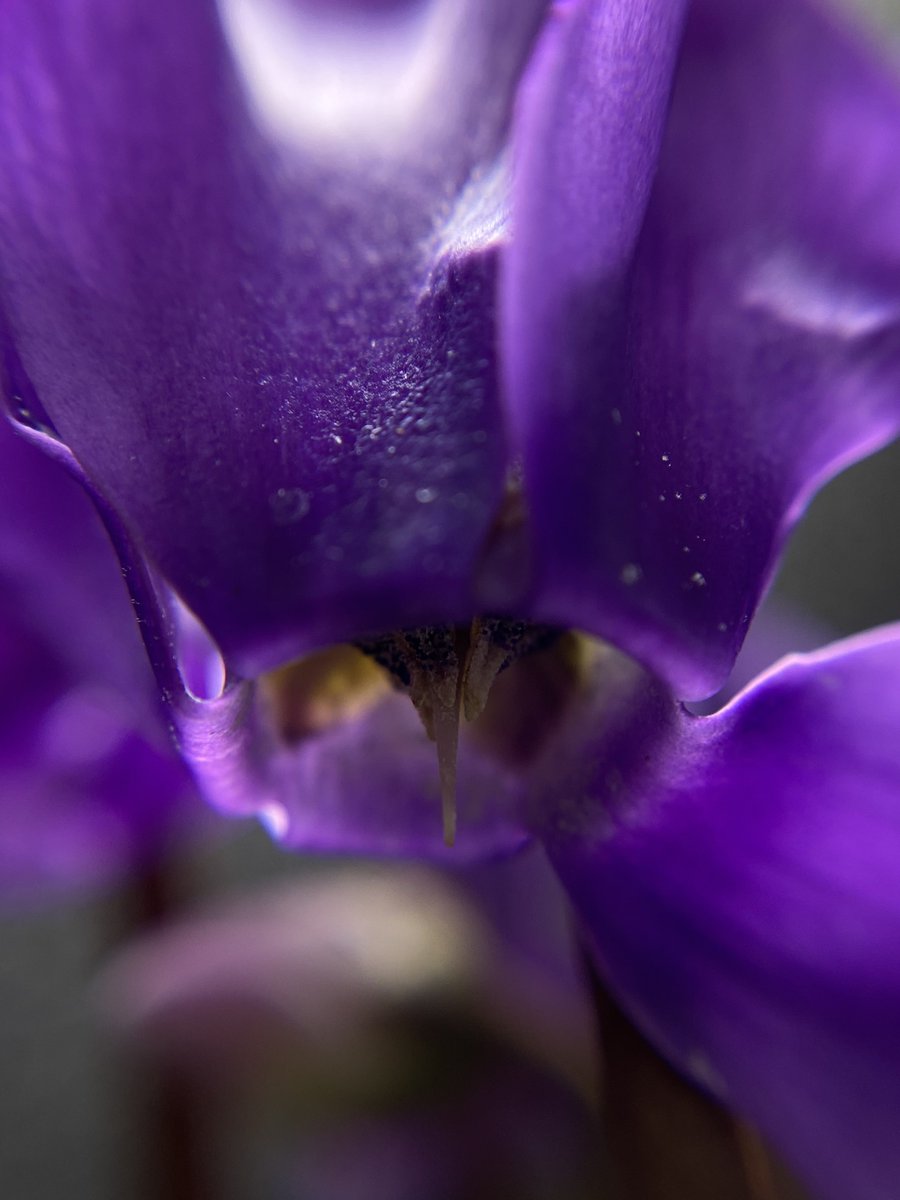 yukyayo's tweet image. Cyclamen persicum purple. 紫系ｼｸﾗﾒﾝが艶めかしい雰囲気を醸し出してます。

昨年迎えた月下が突然体調を崩してダメにしたので知り合いの方から譲って頂きました。
紫系と白系の掛け合わせから出たようですが見事な紫色です。
枯れかけの花弁の色はもう見事な青です。
#シクラメン 
#Cyclamen