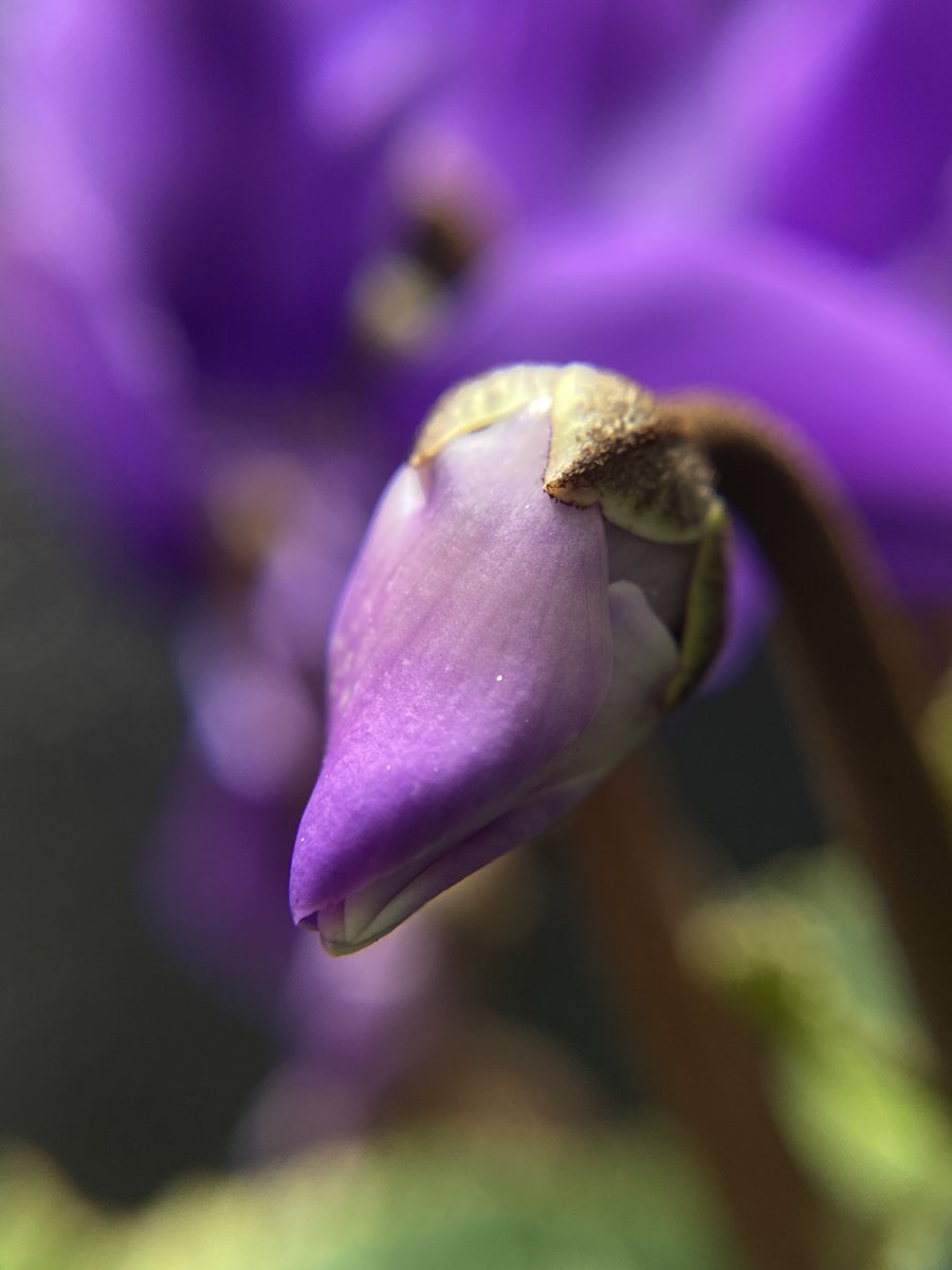 yukyayo's tweet image. Cyclamen persicum purple. 紫系ｼｸﾗﾒﾝが艶めかしい雰囲気を醸し出してます。

昨年迎えた月下が突然体調を崩してダメにしたので知り合いの方から譲って頂きました。
紫系と白系の掛け合わせから出たようですが見事な紫色です。
枯れかけの花弁の色はもう見事な青です。
#シクラメン 
#Cyclamen