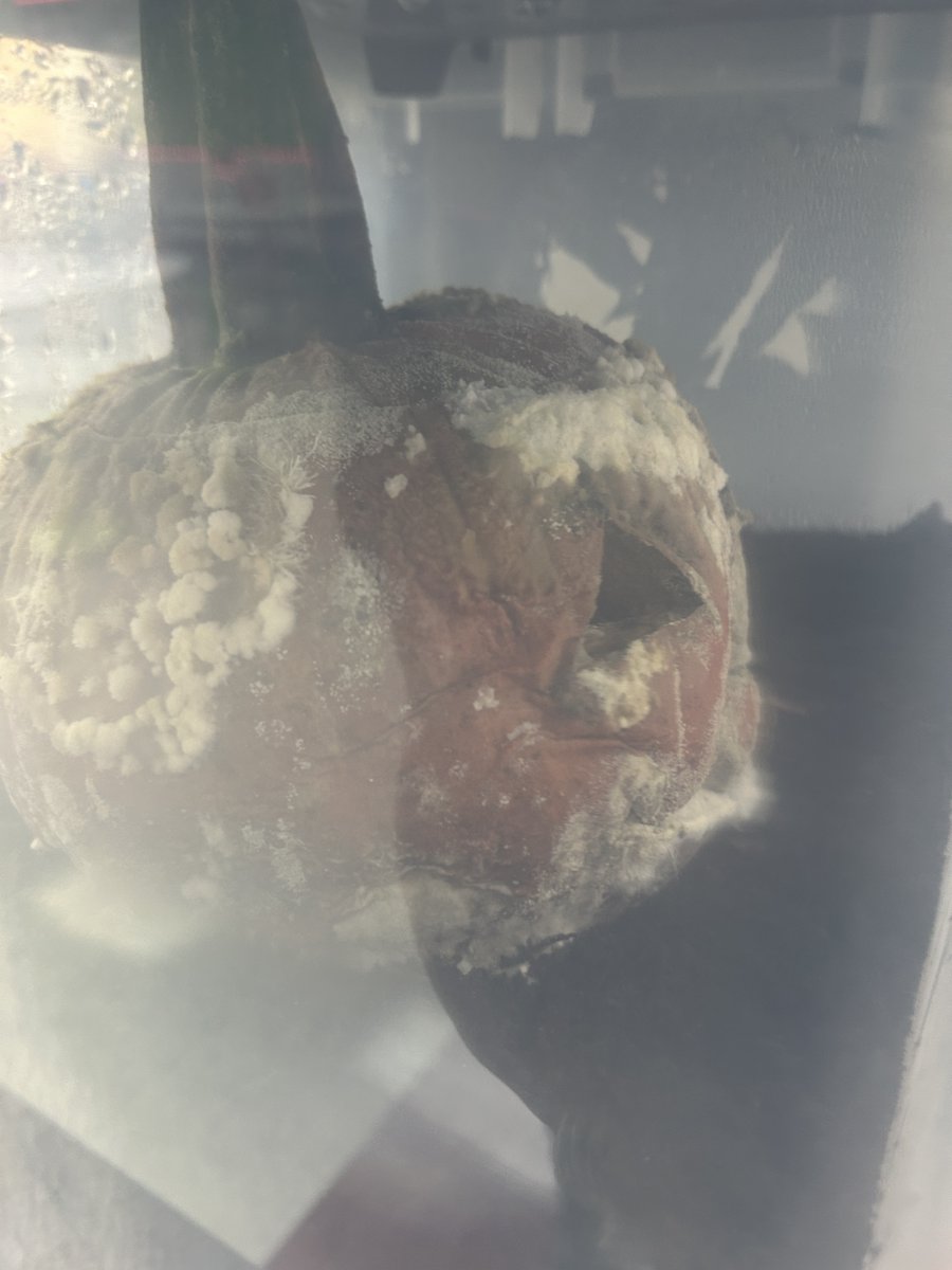 CoyOCSSteam's tweet photo. Here is Jack for weeks 5, 6, and 7. What do you notice that's different?! Will he decompose back into the soil and regrow? @Coy_Rams https://t.co/QZFd6Kyfnl