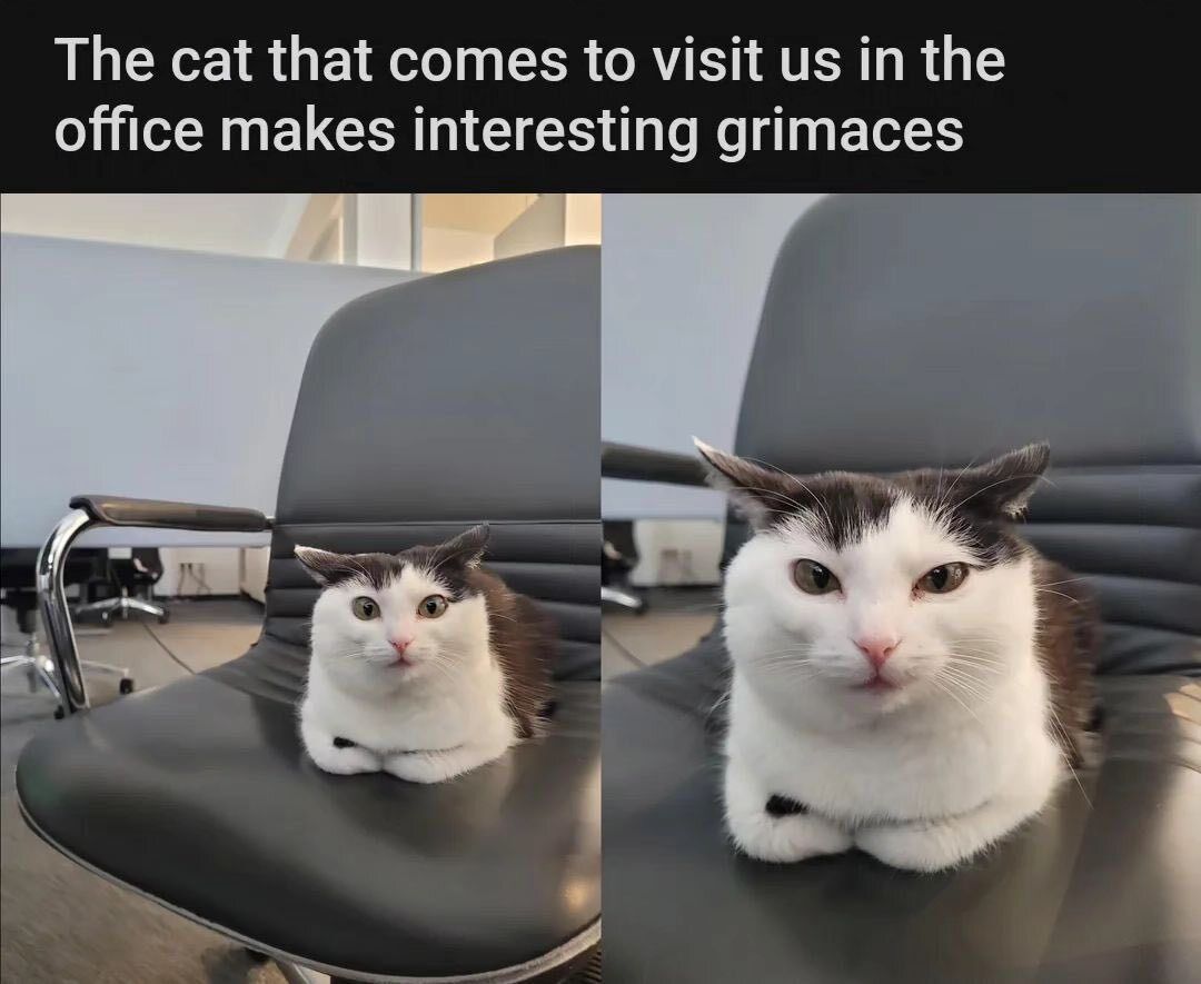 CatWorkers's tweet image. 