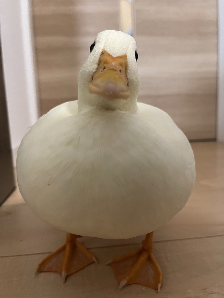 siromitojuusha's tweet image. 祝日終わった