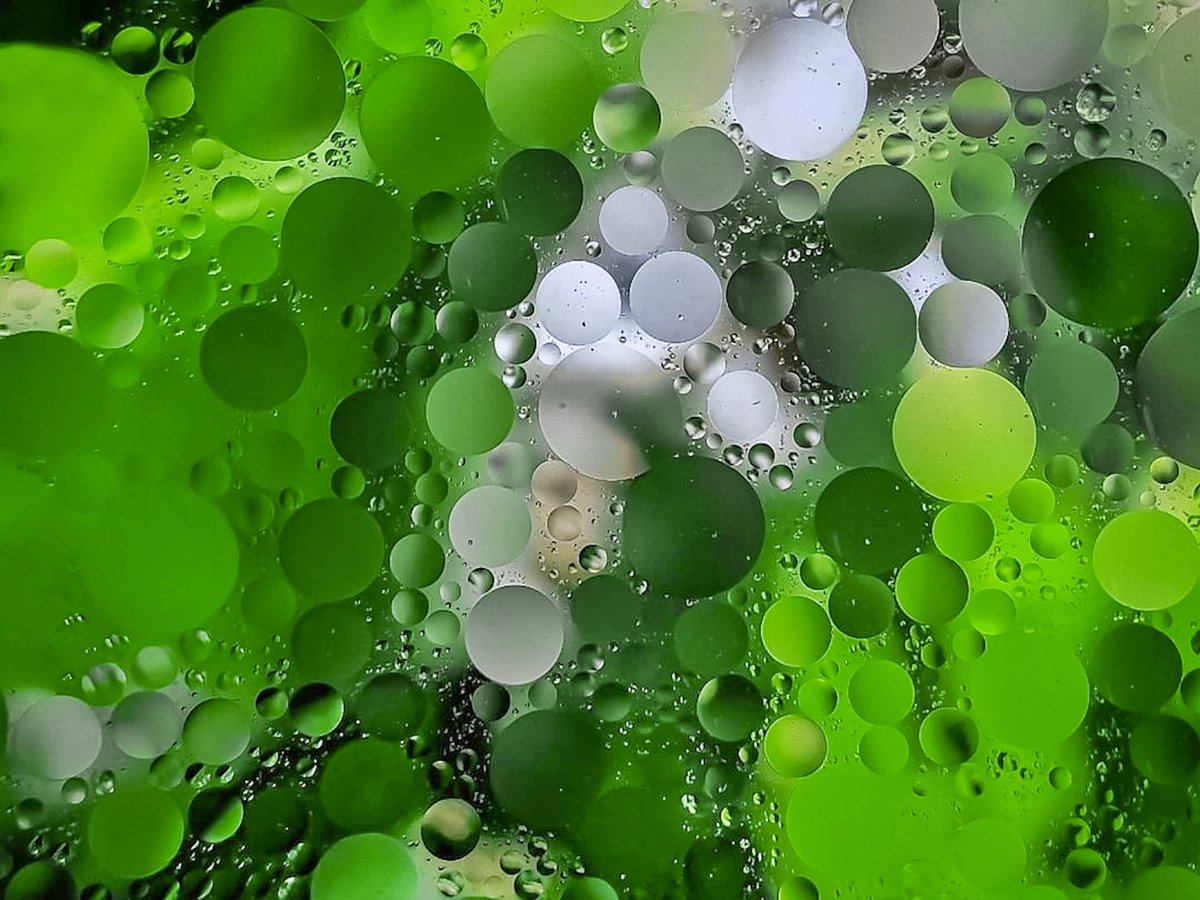 OPNmagazine's tweet image. Image of the Week: Optical Mosaic

Oil droplets dispersed in water create a beautiful natural mosaic. Each droplet acts as a tiny lens, bending and shaping the light into unique patterns. 

[2025 #OPNPhotoContest Editors’ Choice]  

Read more here: bit.ly/3Uj2QCf