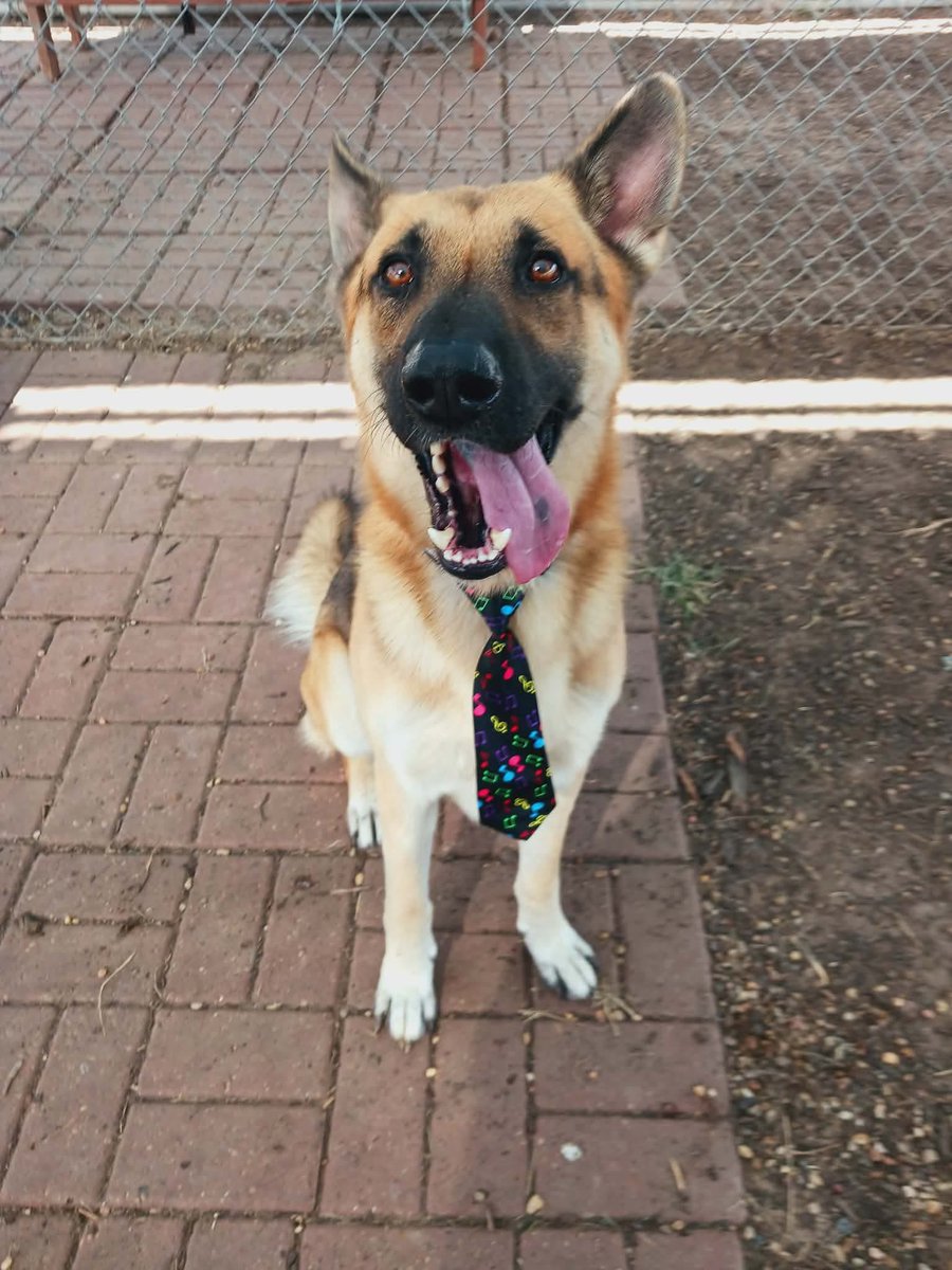 🆘 SOS: On the Urgent list Tuesday, 11/25 🆘

⏰ Spencer needs a RESCUE HOLD by 1PM or he will lose his life. We need a foster so a rescue can step up. 

💜🐶 #A2045811 Spencer
2Y | 62.2 lbs | GSD Mix | Neutered Male | HW+ (low) | Stray intake 11/14

💜 Volunteer Notes:
Spencer