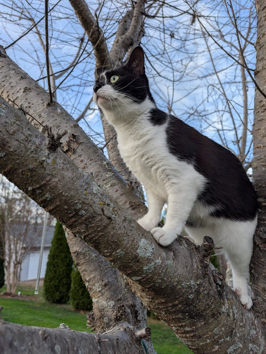 Just a cat in her favorite tree